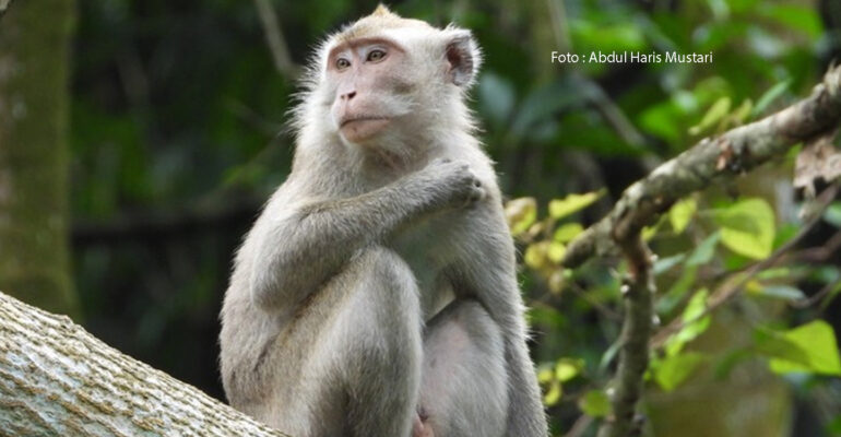 Monyet ekor panjang