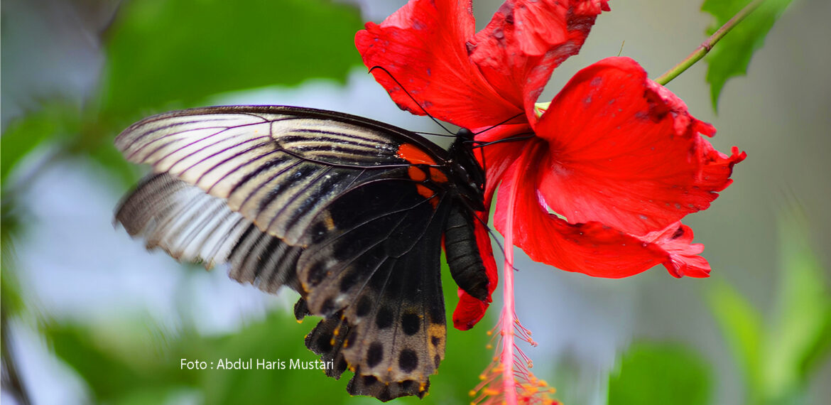 Spesies Kupu-kupu (Papilio Memnon)
