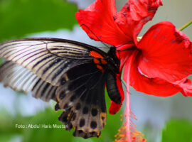 Spesies Kupu-kupu (Papilio Memnon)