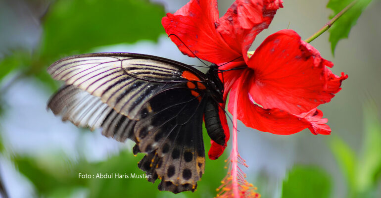 Spesies Kupu-kupu (Papilio Memnon)