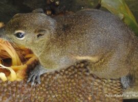 bajing-kelapa-indikator-penting-sehatnya-ekosistem-kampus-ipb-university
