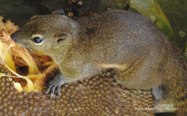 bajing-kelapa-indikator-penting-sehatnya-ekosistem-kampus-ipb-university