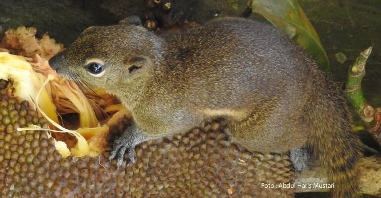bajing-kelapa-indikator-penting-sehatnya-ekosistem-kampus-ipb-university
