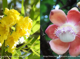 biodiversitas-kampus-ipb-university-laboratorium-alam-dengan-350-jenis-tumbuhan