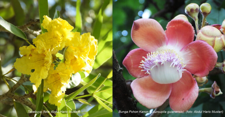 biodiversitas-kampus-ipb-university-laboratorium-alam-dengan-350-jenis-tumbuhan