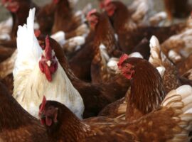 daging-ayam-pejantan-mirip-ayam-kampung-ini-penjelasan-pakar-ipb-university