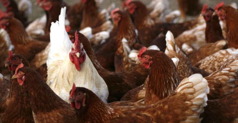 daging-ayam-pejantan-mirip-ayam-kampung-ini-penjelasan-pakar-ipb-university