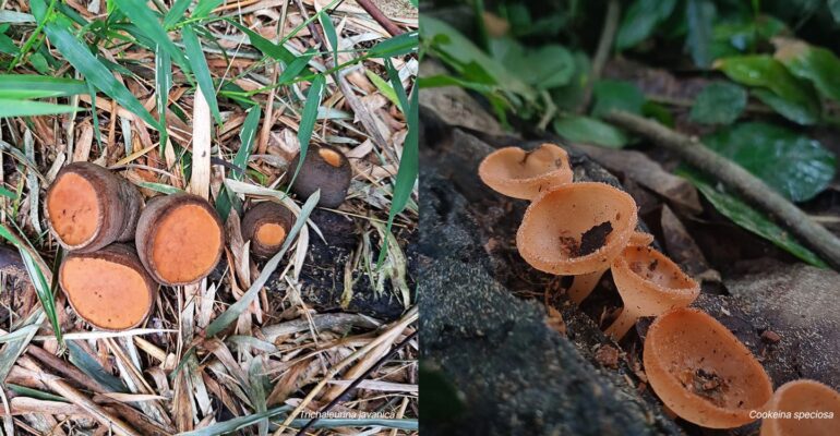 eksplorasi-jamur-liar-di-kampus-ipb-university-dosen-potensial-jadi-agen-bioremediasi-dan-pangan-fungsional