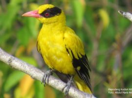 fakta-menarik-burung-kepodang-kuduk-hitam-yang-bisa-ditemukan-di-kampus-ipb-dramaga
