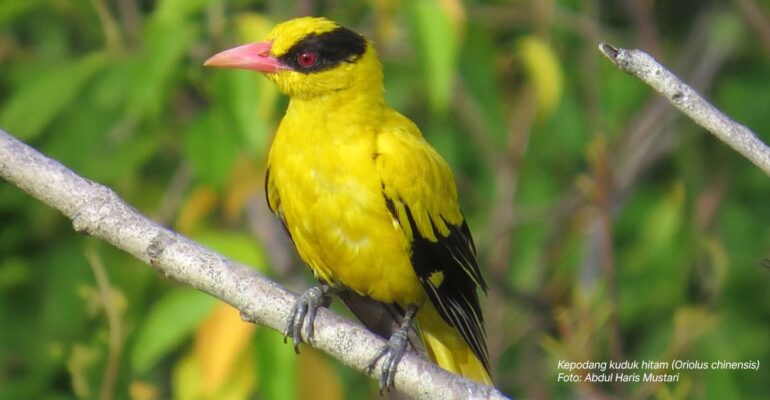 fakta-menarik-burung-kepodang-kuduk-hitam-yang-bisa-ditemukan-di-kampus-ipb-dramaga