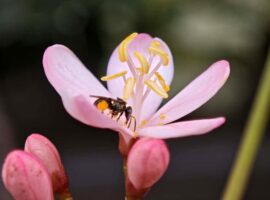 ipb-university-rumah-bagi-50-spesies-serangga-penyerbuk