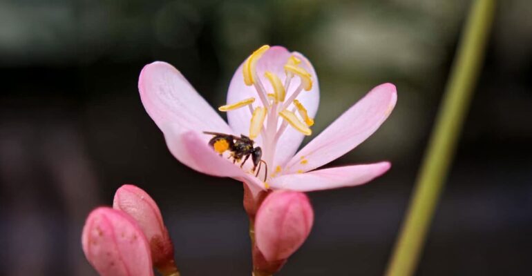 ipb-university-rumah-bagi-50-spesies-serangga-penyerbuk