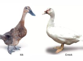 itik-dan-entok-dua-unggas-air-yang-serupa-tapi-tak-sama