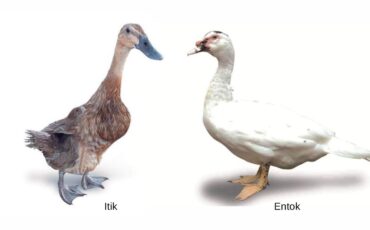 itik-dan-entok-dua-unggas-air-yang-serupa-tapi-tak-sama