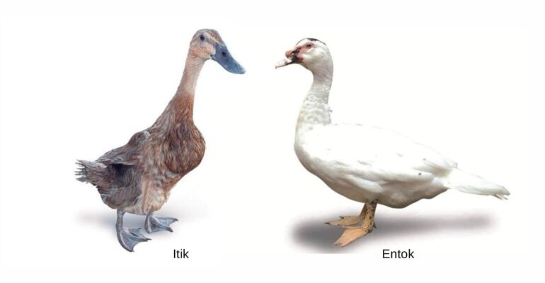 itik-dan-entok-dua-unggas-air-yang-serupa-tapi-tak-sama
