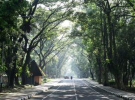 kampus-rindang-ipb-university-perkuat-manajemen-risiko-pohon-tumbang-di-area-kampus