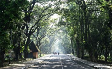 kampus-rindang-ipb-university-perkuat-manajemen-risiko-pohon-tumbang-di-area-kampus