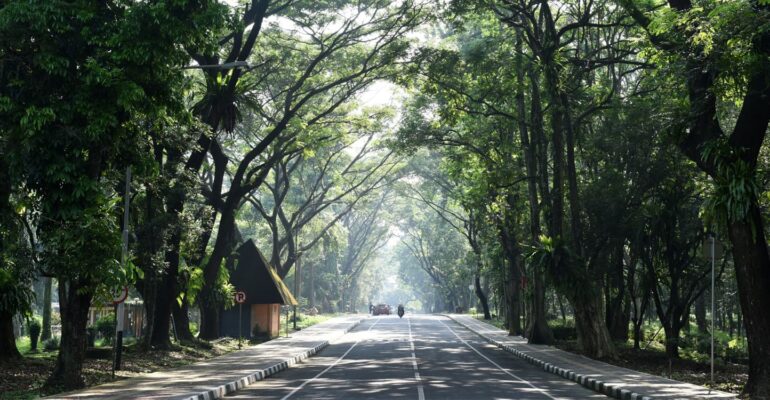 kampus-rindang-ipb-university-perkuat-manajemen-risiko-pohon-tumbang-di-area-kampus