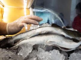 kasus-keracunan-di-ketapang-akademisi-ipb-university-ingatkan-dampak-serius-konsumsi-ikan-hiu-pada-anak