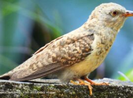 keunikan-burung-wiwik-kelabu-di-kampus-ipb-dramaga-benarkah-mitos-tanda-kematian-