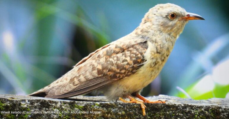 keunikan-burung-wiwik-kelabu-di-kampus-ipb-dramaga-benarkah-mitos-tanda-kematian-