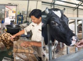 lactowaf-wafer-pakan-inovasi-mahasiswa-ipb-university-untuk-tingkatkan-produksi-susu-sapi-perah