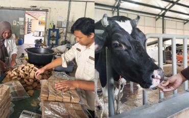 lactowaf-wafer-pakan-inovasi-mahasiswa-ipb-university-untuk-tingkatkan-produksi-susu-sapi-perah
