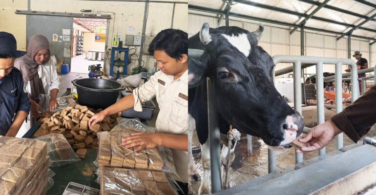 lactowaf-wafer-pakan-inovasi-mahasiswa-ipb-university-untuk-tingkatkan-produksi-susu-sapi-perah