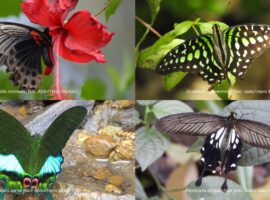 lebih-dari-100-spesies-kupu-kupu-huni-kampus-ipb-university-pakar-indikator-ekosistem-sehat-dan-asri