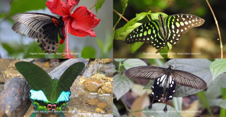 lebih-dari-100-spesies-kupu-kupu-huni-kampus-ipb-university-pakar-indikator-ekosistem-sehat-dan-asri