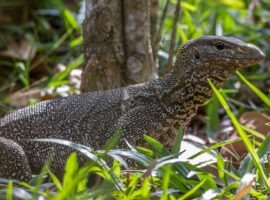 lebih-dari-468-ribu-biawak-diekspor-guru-besar-ipb-university-ingatkan-aspek-konservasi