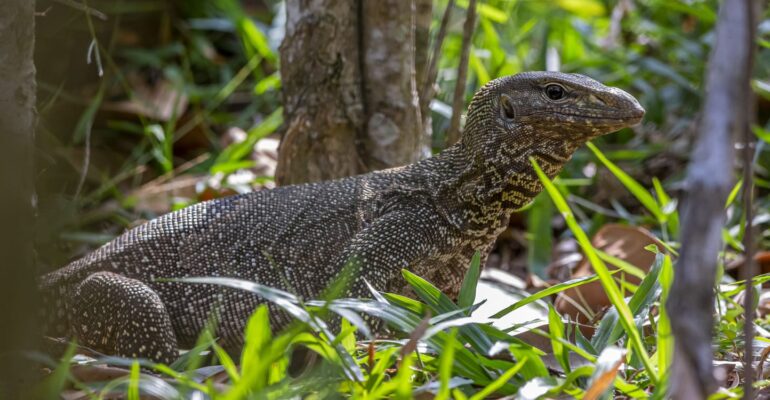 lebih-dari-468-ribu-biawak-diekspor-guru-besar-ipb-university-ingatkan-aspek-konservasi