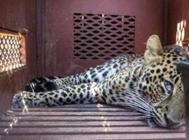 macan-tutul-masuk-hotel-bandung-pakar-ipb-university-ingatkan-pentingnya-konservasi-in-situ