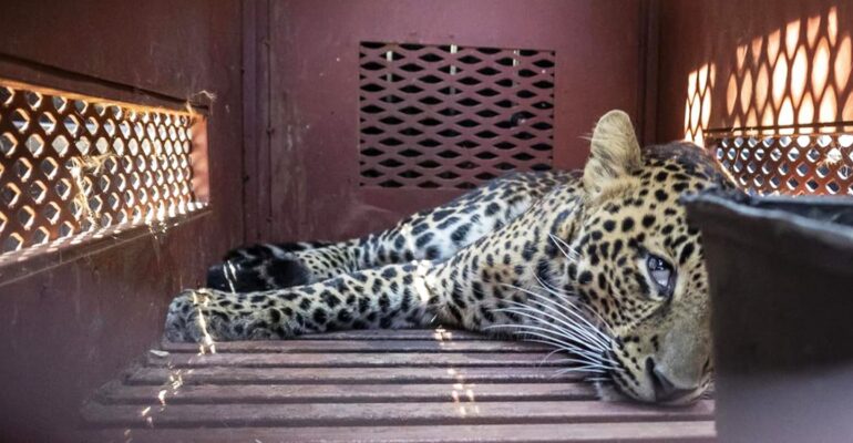 macan-tutul-masuk-hotel-bandung-pakar-ipb-university-ingatkan-pentingnya-konservasi-in-situ