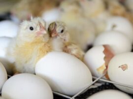 mengapa-telur-ayam-fertil-tidak-layak-konsumsi-dan-dilarang-diperjualbelikan-ini-kata-pakar-ipb-university