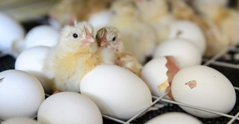 mengapa-telur-ayam-fertil-tidak-layak-konsumsi-dan-dilarang-diperjualbelikan-ini-kata-pakar-ipb-university