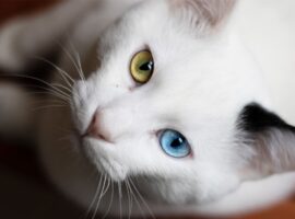 menguak-rahasia-kucing-odd-eyes-yang-menawan