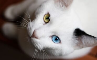 menguak-rahasia-kucing-odd-eyes-yang-menawan