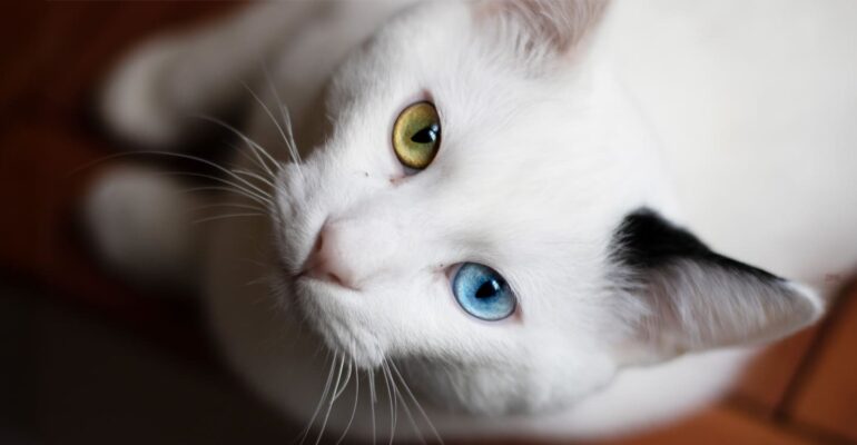 menguak-rahasia-kucing-odd-eyes-yang-menawan
