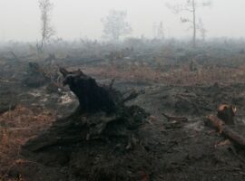 mitigasi-kebakaran-lahan-gambut-prof-muh-taufik-kembangkan-pendekatan-ekohidrologi