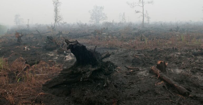 mitigasi-kebakaran-lahan-gambut-prof-muh-taufik-kembangkan-pendekatan-ekohidrologi
