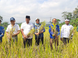 padi-gogo-terobosan-untuk-penambahan-luas-tanam-padi-di-jawa-barat-dengan-pendampingan-ipb-university
