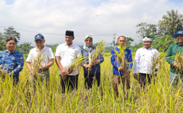 padi-gogo-terobosan-untuk-penambahan-luas-tanam-padi-di-jawa-barat-dengan-pendampingan-ipb-university