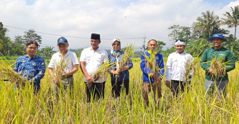 padi-gogo-terobosan-untuk-penambahan-luas-tanam-padi-di-jawa-barat-dengan-pendampingan-ipb-university