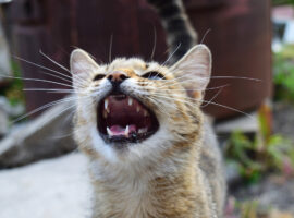 pakar-ipb-university-ingatkan-pencegahan-rabies-di-tengah-merebaknya-kasus-di-bangkok