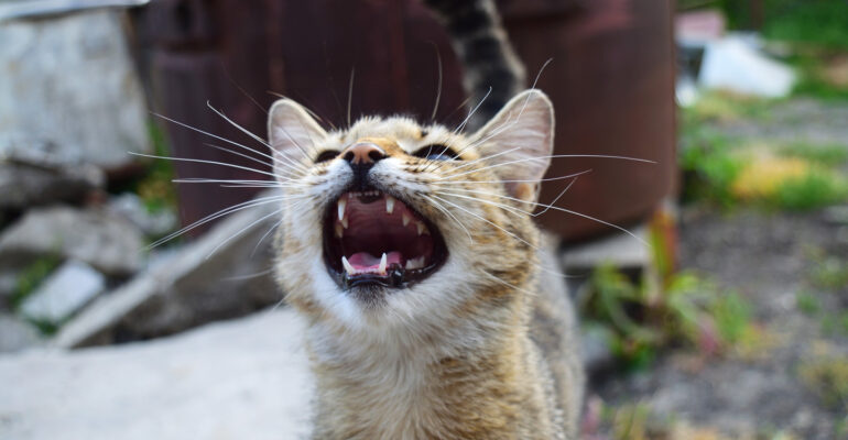 pakar-ipb-university-ingatkan-pencegahan-rabies-di-tengah-merebaknya-kasus-di-bangkok