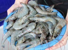 Pakar IPB University: Kontaminasi Udang, Perlu Perbaikan Tata Kelola Mutu Perikanan