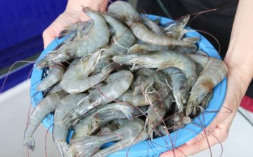 Pakar IPB University: Kontaminasi Udang, Perlu Perbaikan Tata Kelola Mutu Perikanan