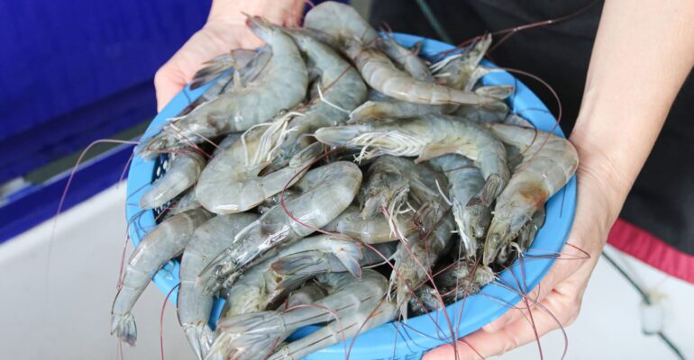 Pakar IPB University: Kontaminasi Udang, Perlu Perbaikan Tata Kelola Mutu Perikanan