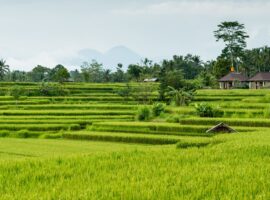pakar-ipb-university-tiga-juta-hektare-sawah-di-indonesia-belum-dilindungi-secara-formal-